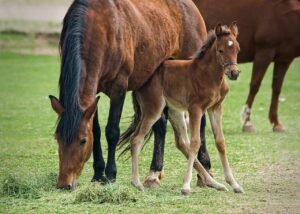 mare, foal, horse-430442.jpg